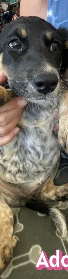 Adora – Mischling, Weibchen, 3 Monate, Griechenland – Foto 6