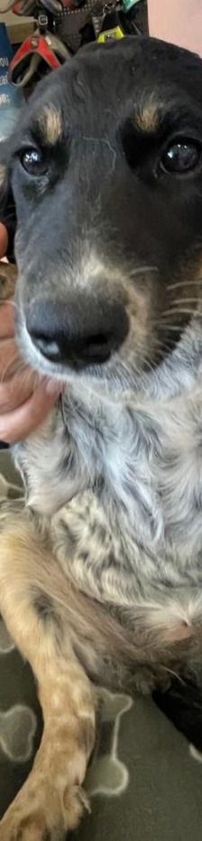 Adora – Mischling, Weibchen, 3 Monate, Griechenland – Foto 7