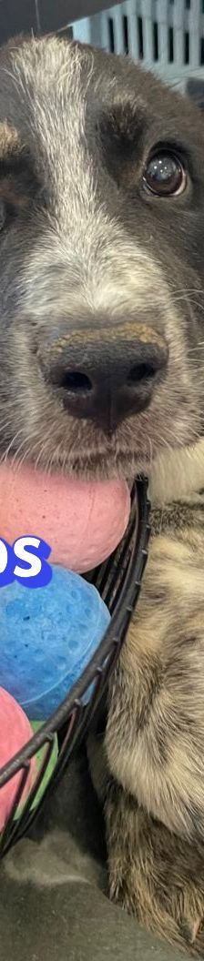Argos – Mischling, Männchen, 3 Monate, Griechenland – Foto 10