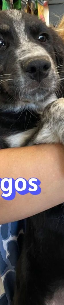 Argos – Mischling, Männchen, 3 Monate, Griechenland – Foto 11