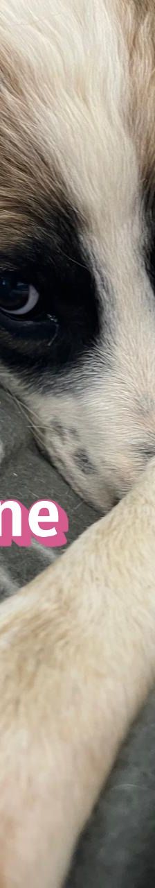 Ariadne – Mischling, Weibchen, 3 Monate, Griechenland – Foto 7