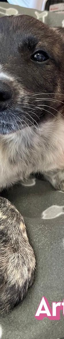 Artemis – Mischling, Weibchen, 3 Monate, Griechenland – Foto 5
