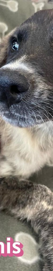 Artemis – Mischling, Weibchen, 3 Monate, Griechenland – Foto 6