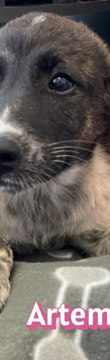Artemis – Mischling, Weibchen, 3 Monate, Griechenland – Foto 8