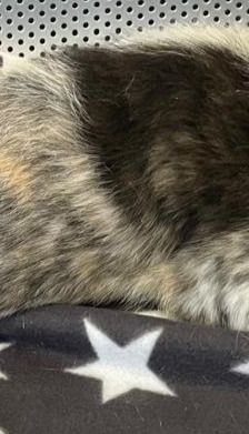 Artemis – Mischling, Weibchen, 3 Monate, Griechenland – Foto 10