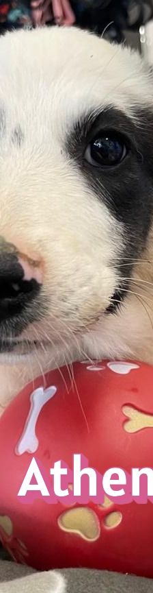 Athena – Mischling, Weibchen, 3 Monate, Griechenland – Foto 1