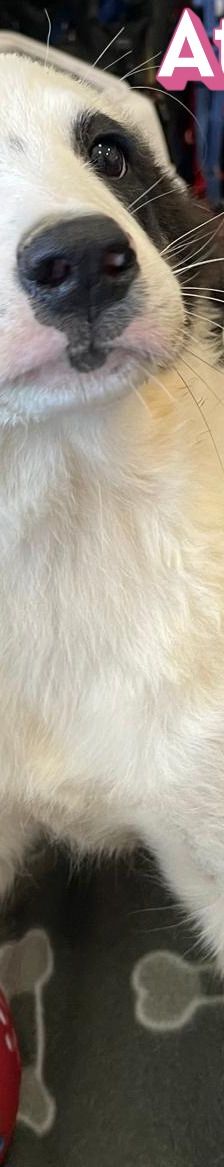 Athena – Mischling, Weibchen, 3 Monate, Griechenland – Foto 2