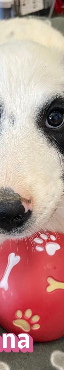 Athena – Mischling, Weibchen, 3 Monate, Griechenland – Foto 3