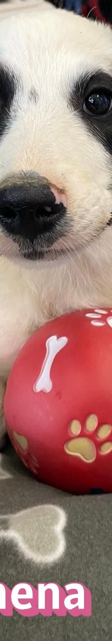 Athena – Mischling, Weibchen, 3 Monate, Griechenland – Foto 5
