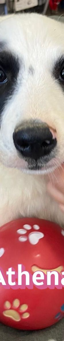 Athena – Mischling, Weibchen, 3 Monate, Griechenland – Foto 6