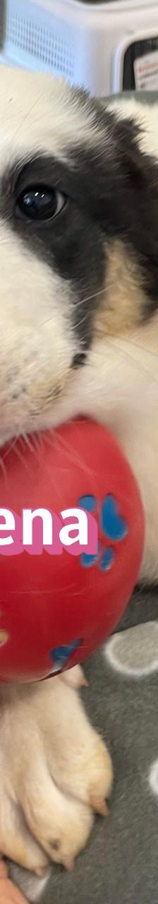 Athena – Mischling, Weibchen, 3 Monate, Griechenland – Foto 7