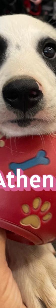 Athena – Mischling, Weibchen, 3 Monate, Griechenland – Foto 8