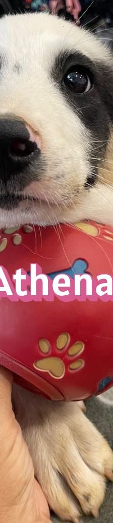 Athena – Mischling, Weibchen, 3 Monate, Griechenland – Foto 9
