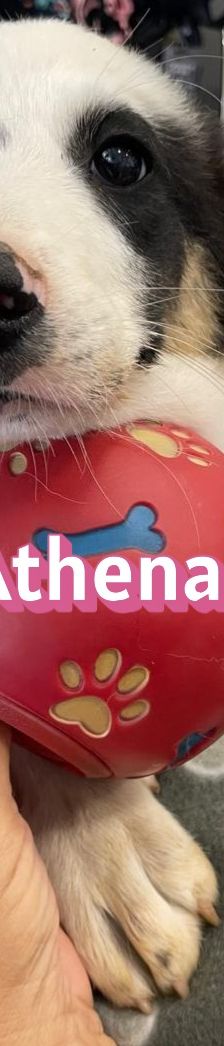 Athena – Mischling, Weibchen, 3 Monate, Griechenland – Foto 10