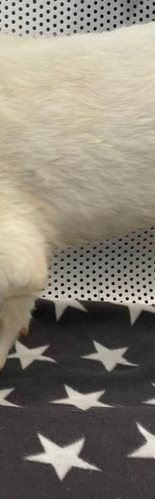 Athena – Mischling, Weibchen, 3 Monate, Griechenland – Foto 11