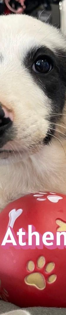 Athena – Mischling, Weibchen, 3 Monate, Griechenland – Foto 12