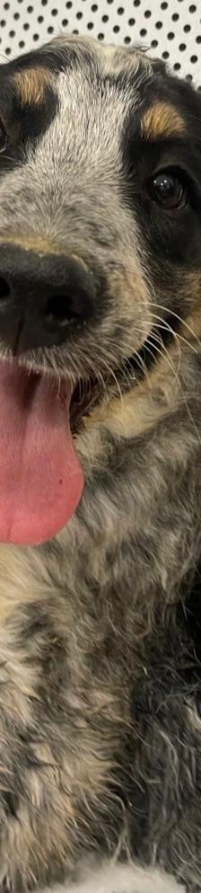 Aaron – Mischling, Männchen, 3 Monate, Griechenland – Foto 1