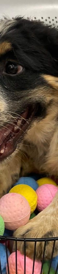 Aaron – Mischling, Männchen, 3 Monate, Griechenland – Foto 2