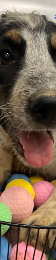 Aaron – Mischling, Männchen, 3 Monate, Griechenland – Foto 6