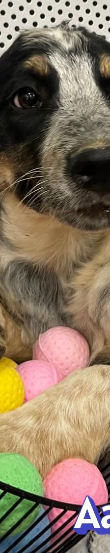Aaron – Mischling, Männchen, 3 Monate, Griechenland – Foto 10