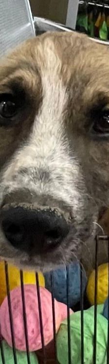 Adi – Mischling, Männchen, 3 Monate, Griechenland – Foto 1