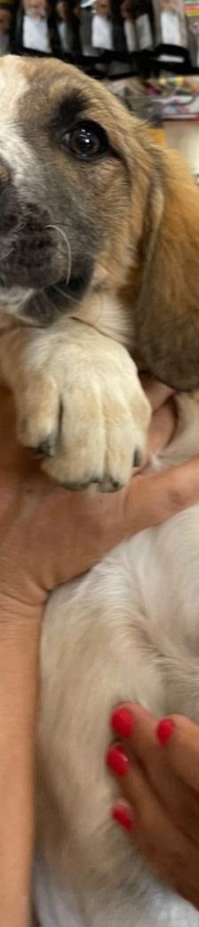 Adi – Mischling, Männchen, 3 Monate, Griechenland – Foto 4