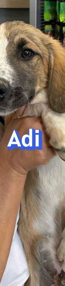 Adi – Mischling, Männchen, 3 Monate, Griechenland – Foto 6