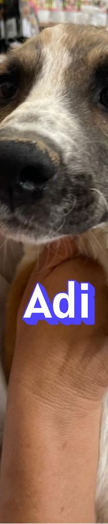 Adi – Mischling, Männchen, 3 Monate, Griechenland – Foto 7
