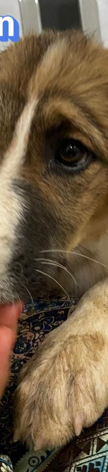 Anton – Mischling, Männchen, 3 Monate, Griechenland – Foto 2