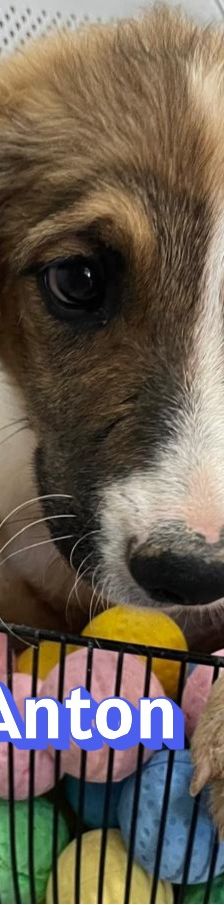Anton – Mischling, Männchen, 3 Monate, Griechenland – Foto 3