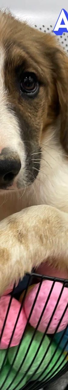 Anton – Mischling, Männchen, 3 Monate, Griechenland – Foto 4