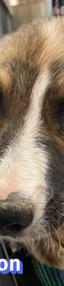 Anton – Mischling, Männchen, 3 Monate, Griechenland – Foto 5