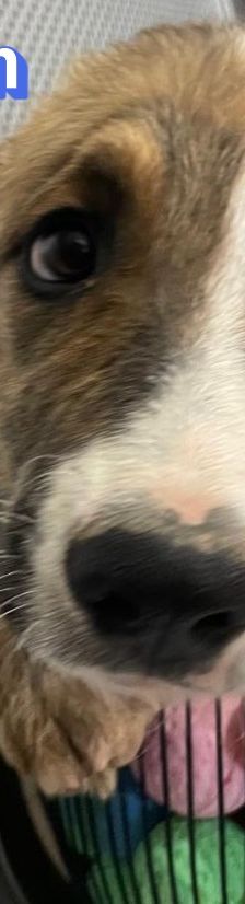 Anton – Mischling, Männchen, 3 Monate, Griechenland – Foto 6