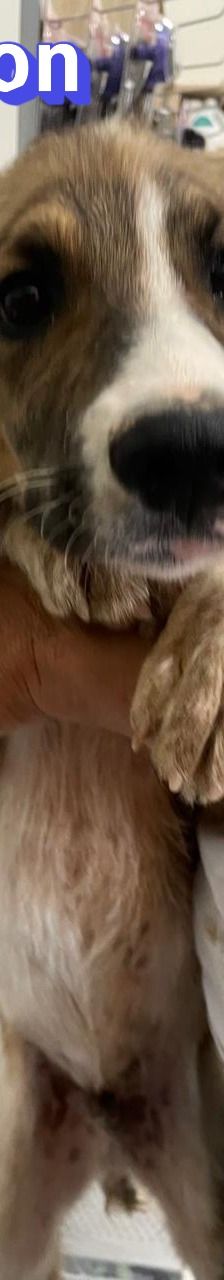 Anton – Mischling, Männchen, 3 Monate, Griechenland – Foto 9