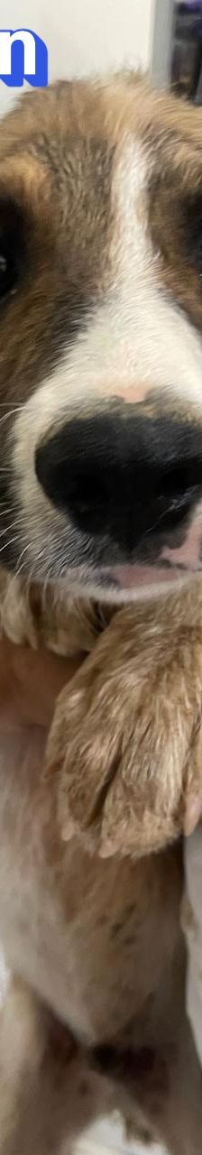 Anton – Mischling, Männchen, 3 Monate, Griechenland – Foto 10