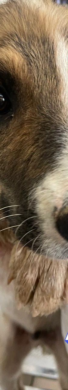 Anton – Mischling, Männchen, 3 Monate, Griechenland – Foto 11