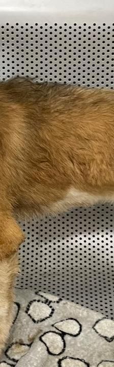 Anton – Mischling, Männchen, 3 Monate, Griechenland – Foto 12