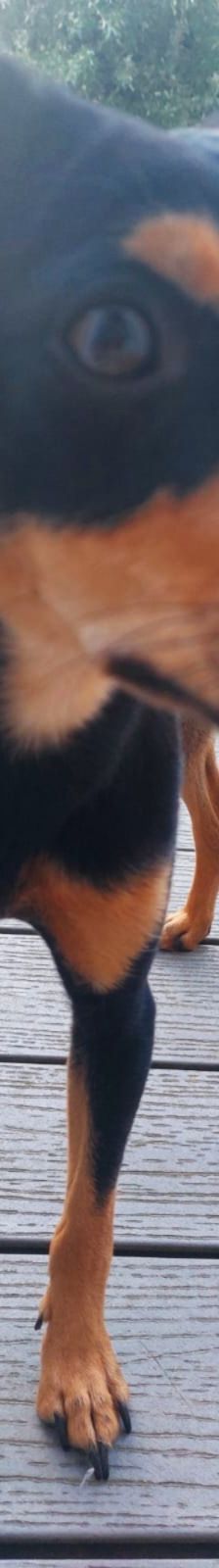 Pablo – Pinscher, Männchen, 8 Monate, 51069 Köln – Foto 8