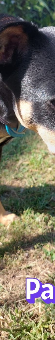 Pablo – Pinscher, Männchen, 8 Monate, 51069 Köln – Foto 9