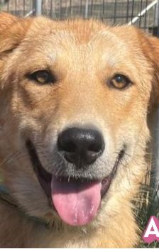 Amira – Golden Retriever Mix, Weibchen, 1 Jahr 6 Monate, Griechenland – Foto 1
