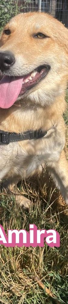 Amira – Golden Retriever Mix, Weibchen, 1 Jahr 6 Monate, Griechenland – Foto 2
