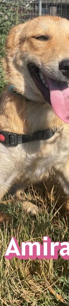 Amira – Golden Retriever Mix, Weibchen, 1 Jahr 6 Monate, Griechenland – Foto 3