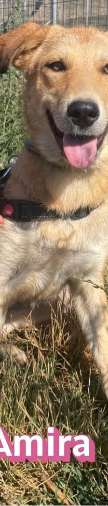 Amira – Golden Retriever Mix, Weibchen, 1 Jahr 6 Monate, Griechenland – Foto 4
