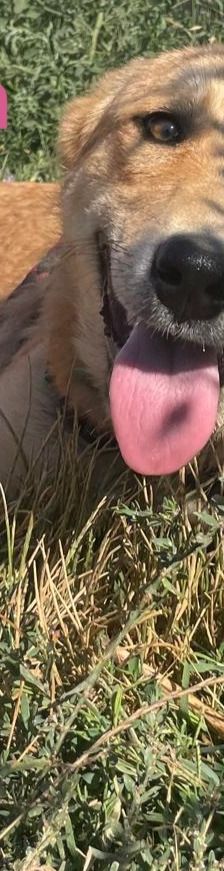 Amira – Golden Retriever Mix, Weibchen, 1 Jahr 6 Monate, Griechenland – Foto 5