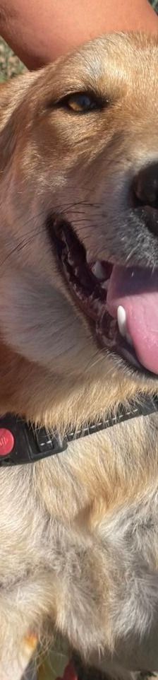 Amira – Golden Retriever Mix, Weibchen, 1 Jahr 6 Monate, Griechenland – Foto 6