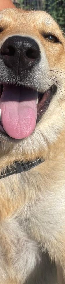 Amira – Golden Retriever Mix, Weibchen, 1 Jahr 6 Monate, Griechenland – Foto 7