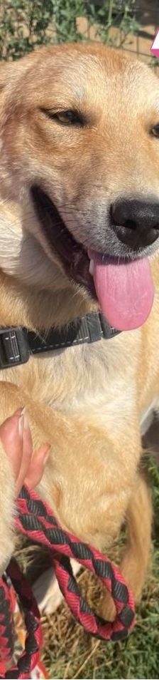 Amira – Golden Retriever Mix, Weibchen, 1 Jahr 6 Monate, Griechenland – Foto 9