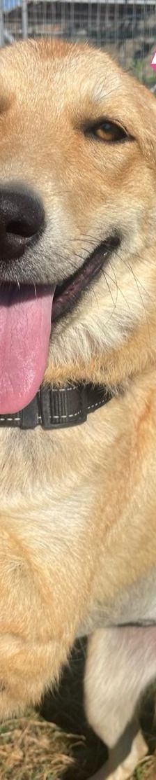Amira – Golden Retriever Mix, Weibchen, 1 Jahr 6 Monate, Griechenland – Foto 10