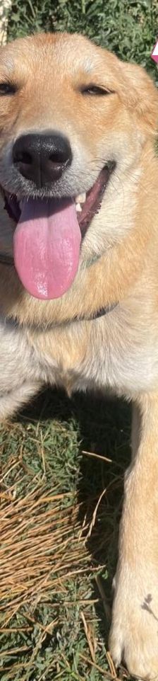 Amira – Golden Retriever Mix, Weibchen, 1 Jahr 6 Monate, Griechenland – Foto 12