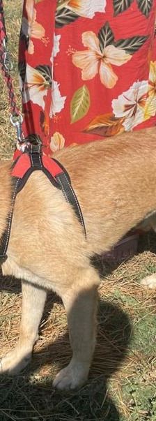Amira – Golden Retriever Mix, Weibchen, 1 Jahr 6 Monate, Griechenland – Foto 13